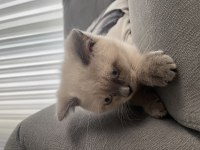 Yavru british shorthair yeni yuvasına hazır