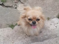 Safkan Erkek Chihuahua