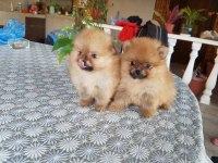 MÜKEMMEL KALİTEDE TEDDY BEAR  POMERANİAN YAVRULAR