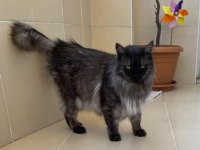 Maine coon çok uysal