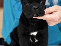 CANE CORSO YAVRULARIMIZ