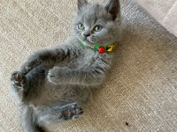 EVİNİZE NEŞE GETİRECEK YAVRU KEDİLER