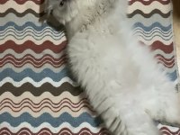 MÜKEMMEL IRK ASİL SCOTTİSH FOLD KEDİMİZ