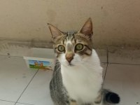 Ücretsiz sahiplendirme tekir