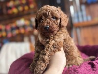 Antialerjik Toy Poodle Bebekler