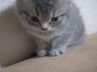 British shorthair 1 aylık