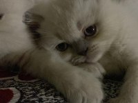 Yavru dişi british shorthair kediler