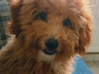 Yetişkin Dişi Maltipoo