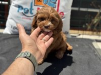 Wc eğitimli kore maltipoo yavrumuz ziyarete açık