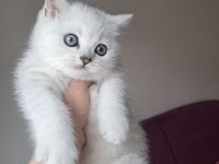 Kar beyaz british shorthair yavrularım