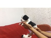 55 günlük french Bulldog yavrularımız