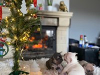 YÜKSEK KALİTELİ FRANSIZ BULLDOG YAVRULARI