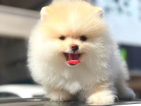 ayı surat pomeranian boo