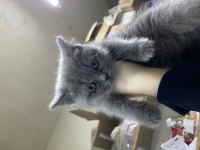 British shorthair yavru