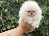 Pomeranian boo Rusya köken