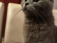 Scottish fold 6 aylık
