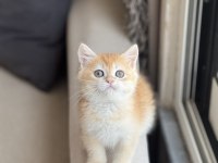 Baba Şampiyon Golden British Shorthair Yavrum