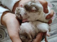 Suriye hamster