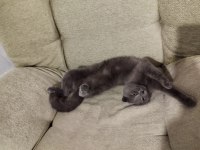 1 buçuk yaşında güzel scottish fold kızımız anne