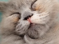 3 aylık british longhair yavrumuzu sahiplendiriyoruz