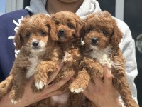 Ankaranın en güzel maltipoo yavruları