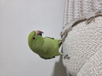 Pakistan Papağanımız İçin Ulaşın