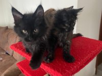 45 Günlük Kara Panter Maine Coon Kediler