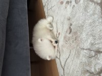 3 aylık pomeranian boo