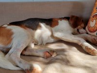 2 Yaşında Sağlıklı Erkek Beagle Sahiplendirilecek