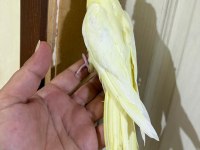 41 GÜNLÜK KUSURSUZ LUTİNO SULTAN BEBEK