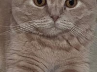 Yetişkin scottish fold