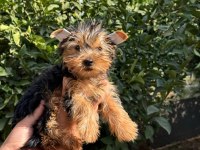 morkie yorkshire