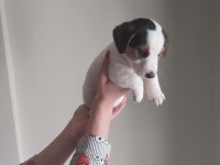 Jack Russell Yavruları