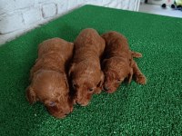 Toy poodle yavrularımız yeni yuvalarının arıyor