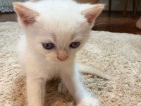 British shorthair yavrular