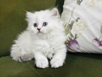 British Longhair 3.5 Aylık Erkek