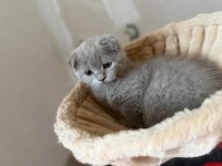 Sevimli scottish fold oğlumuz