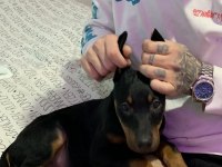 DOBERMAN KÖPEĞİ 1,5 AYLIK KAYSERİ