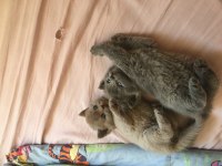 TOP KAFA AYI SURAT A KALİTE ŞECERELİ BABADAN YAVRU KEDİLER