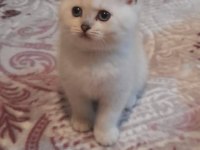 British Shorthair Pisi Pisiler