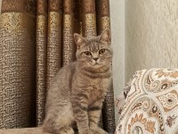 British longhair 5 aylık kedimiz
