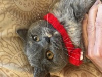 9 aylık dişi british shorthair