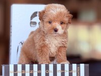 Maltipoo yavruları