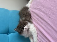 British longhair be color yavru dişi