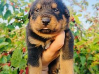 Koca kafa küt burun rottweiler yavruları