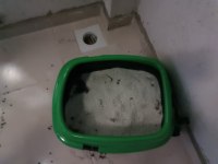 Kedi sahiplendirilecek