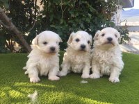 Maltese Terrier ırk sağlık garantili