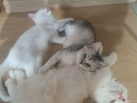 3 Aylık British Shorthair Yavrularımız Yuvasını Arıyor