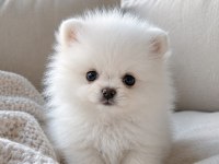 Pomeranian Yavrularımız Ayı Surat