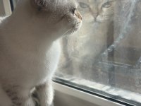 Selam ben scottish fold bihter